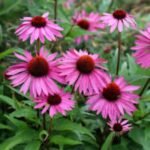 Echinacea Purpurea  - ghiveci P9