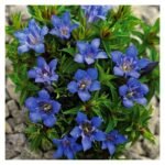 Gentiana septemfida  var. lagodechiana - Gențiana crestata sau gentiana de vara la ghiveci P9 (Livrarea dupa 10 Septembrie) - imagine 2