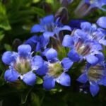 Gentiana dahurica -  gentiana de vara la ghiveci P9 - imagine 3