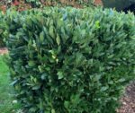 Dafin comestibil - Laurus Nobilis la ghiveci P9, H 25 - 30 cm - imagine 2