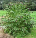 Leycesteria formosa „Purple Rain”-Caprifoi de Himalaya sau Arbustul Fazan la ghiveci C3- H 70-75 cm (Livrarea dupa 10 Septembrie) - imagine 3