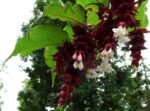 Leycesteria formosa „Purple Rain”-Caprifoi de Himalaya sau Arbustul Fazan la ghiveci C3- H 70-75 cm (Livrarea dupa 10 Septembrie)