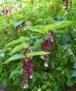 Leycesteria formosa „Purple Rain”-Caprifoi de Himalaya sau Arbustul Fazan la ghiveci C3- H 70-75 cm (Livrarea dupa 10 Septembrie) - imagine 2