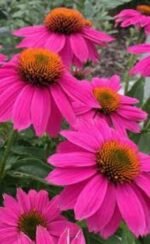 Echinacea Powwow Wild Berry - ghiveci P9
