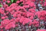 Sedum „Red Cauli”- planta perena suculenta la ghiveci P9