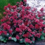 Sedum „Red Cauli”- planta perena suculenta la ghiveci P9 - imagine 2