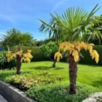 Trachycarpus Fortunei - Palmier chinezesc sau Palmier moara de vant, rezistent la ger la ghiveci C1.5 - H 30-40 cm - imagine 2
