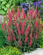 Veronica spicata „Hotfuchs” la ghiveci P9 - H 5-10 cm