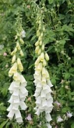 Degetel Alb - Digitalis grandiflora Alba la ghiveci P9 - imagine 2