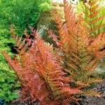 Dryopteris erythrosora - Feriga de Toamna la ghiveci P9