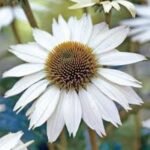 Echinacea White Swan la ghiveci P9