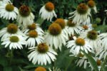 Echinacea White Swan la ghiveci P9 - imagine 2