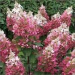 Hortensie - Hydrangea paniculata „Magical Fire” la ghiveci P9, H 20-25 cm (Livrarea dupa 10 Septembrie) - imagine 2