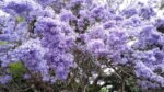 Paulownia tomentosa- copacul printesei la ghiveci V2, H 60-70 cm (Livrarea dupa 10 Septembrie)