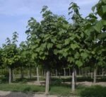 Paulownia tomentosa- copacul printesei la ghiveci V2, H 60-70 cm (Livrarea dupa 10 Septembrie) - imagine 2