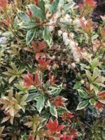 Arbustul de lacrimioare vesnic verde - Pieris Japonica Little Heath cu frunze variegate la ghiveci P 9.5 H 20-25 cm