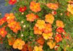 Potentilla fruticosa „Red Ace” - Potentila arbustiva portocalie la ghiveci P15