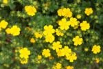 Potentilla fruticosa „Goldfinger” - Potentila arbustiva galbena la ghiveci P15