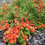 Potentilla fruticosa „Red Ace” - Potentila arbustiva portocalie la ghiveci P15 - imagine 2