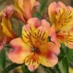 Alstroemeria 'Majestic Chartrene'(soi inalt) - Crinul Peruan la ghiveci P9 - H  5-10 cm - imagine 2