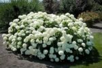 Hydrangea Arborescens Annabelle - Hortensie arborescenta Annabelle la ghiveci  P9, H 15-20 (Livrarea dupa 10 Septembrie)