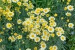 Anthemis tinctoria E.C. Burton - Musetel ornamental cu flori mari la ghiveci P9 - H 5-10 cm - imagine 2