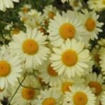 Anthemis tinctoria E.C. Burton - Musetel ornamental cu flori mari la ghiveci P9 - H 5-10 cm