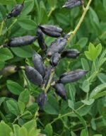 Baptisia Australis - Indigo fals la ghiveci P9 - imagine 3