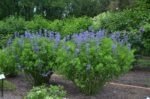 Baptisia Australis - Indigo fals la ghiveci P9 - imagine 2