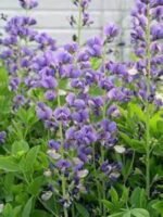 Baptisia Australis - Indigo fals la ghiveci P9