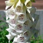 Degetel Alb - Digitalis grandiflora Alba la ghiveci P9