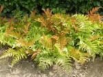 Dryopteris erythrosora - Feriga de Toamna la ghiveci P9 - imagine 3