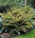 Dryopteris erythrosora - Feriga de Toamna la ghiveci P9 - imagine 2
