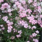 Gypsophila repens 'Rosea' - Floarea miresei roz la ghiveci P9 - imagine 2