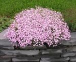 Gypsophila repens 'Rosea' - Floarea miresei roz la ghiveci P9