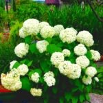 Hydrangea Arborescens Annabelle - Hortensie arborescenta Annabelle la ghiveci  P9, H 15-20 (Livrarea dupa 10 Septembrie) - imagine 3