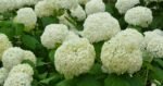 Hydrangea Arborescens Annabelle - Hortensie arborescenta Annabelle la ghiveci  P9, H 15-20 (Livrarea dupa 10 Septembrie) - imagine 2
