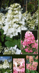 Hortensie - Hydrangea paniculata „Magical Fire” la ghiveci P9, H 20-25 cm (Livrarea dupa 10 Septembrie)