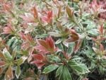 Arbustul de lacrimioare vesnic verde - Pieris Japonica Little Heath cu frunze variegate la ghiveci P 9.5 H 20-25 cm - imagine 2