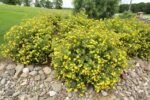 Potentilla fruticosa „Goldfinger” - Potentila arbustiva galbena la ghiveci P15 - imagine 2