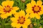Coreopsis lanceolata 'Baby Gold' la ghiveci P9