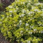 Choisya Ternata Brica - Portocal Mexican la ghiveci P9, H 20-25 cm
