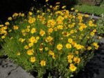 Coreopsis lanceolata 'Sterntaler' la ghiveci P9 - imagine 2