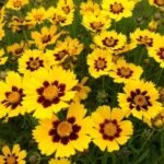 Coreopsis lanceolata 'Sterntaler' la ghiveci P9