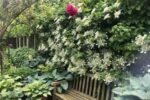 Hortensie cataratoare - Hydrangea anomala subsp. petiolaris la ghiveci C 1, H 50-60 cm
