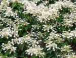 Hortensie cataratoare - Hydrangea anomala subsp. petiolaris la ghiveci C 1, H 50-60 cm - imagine 2