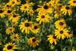 Susana cu ochi negri - Rudbeckia fulgida var. deamii la ghiveci P9