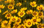 Coreopsis lanceolata 'Baby Gold' la ghiveci P9 - imagine 2