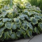 Hosta Fortunei 'Frances Williams' - Crin de Toamna  la ghiveci P9 - imagine 2