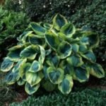 Hosta Fortunei 'Frances Williams' - Crin de Toamna  la ghiveci P9